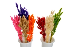 007 dekorativni lagurus